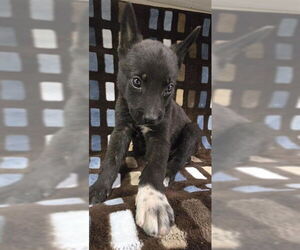 German Shepherd Dog-Unknown Mix Dogs for adoption in HESPERIA, CA, USA