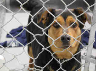 Shepweiller Dogs for adoption in Grasswood, Saskatchewan, Canada