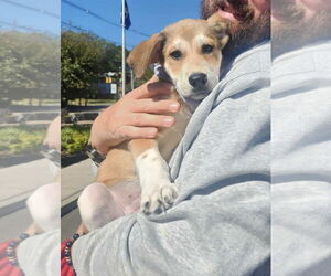 Mutt Dogs for adoption in Westwood, NJ, USA