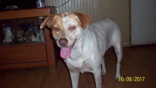 Medium Photo #1 Red Heeler-Unknown Mix Puppy For Sale in Crossville, AL, USA