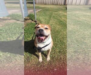 Bull-Pei Dogs for adoption in Houston, TX, USA