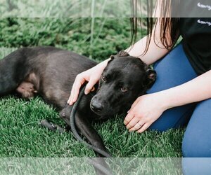 Labrador Retriever-Unknown Mix Dogs for adoption in Holland, MI, USA