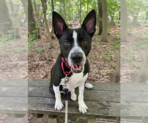Medium Photo #1 American Pit Bull Terrier-Unknown Mix Puppy For Sale in FRAMINGHAM, MA, USA