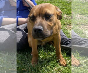 Boxer-Unknown Mix Dogs for adoption in Sparta, TN, USA