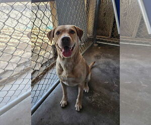 Labrador Retriever Dogs for adoption in El Centro, CA, USA