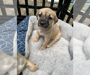 Labrador Retriever-Unknown Mix Dogs for adoption in Derwood, MD, USA