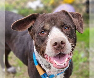 Mutt Dogs for adoption in Evansville, IN, USA