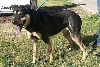 German Shepherd Dog-Unknown Mix Dogs for adoption in Tempe, AZ, USA