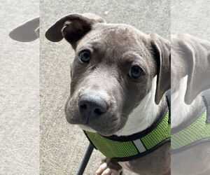 American Pit Bull Terrier-Unknown Mix Dogs for adoption in Germantown, OH, USA