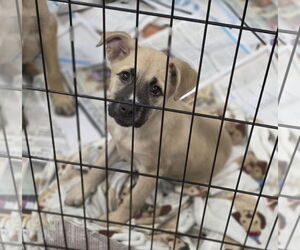 Anatolian Shepherd-Unknown Mix Dogs for adoption in SHERBURNE, NY, USA