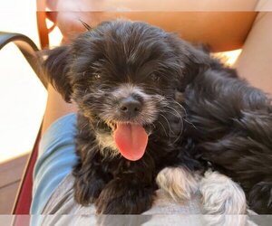 Shih Tzu-Unknown Mix Dogs for adoption in Sandy, UT, USA