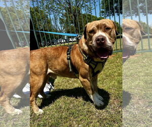 Mutt Dogs for adoption in Euless, TX, USA