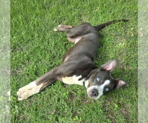Mutt Dogs for adoption in Germantown, OH, USA