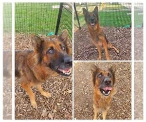 German Shepherd Dog-Unknown Mix Dogs for adoption in San Antonio, TX, USA