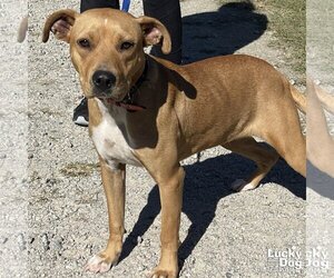 Retriever -Unknown Mix Dogs for adoption in Washington, DC, USA