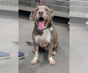 Unknown-Weimaraner Mix Dogs for adoption in Forestville, MD, USA