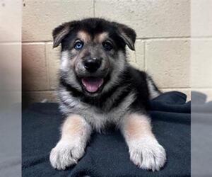 German Shepherd Dog Dogs for adoption in Downey, CA, USA
