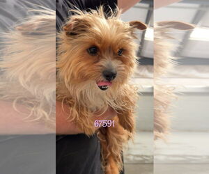 Mutt Dogs for adoption in Chico, CA, USA