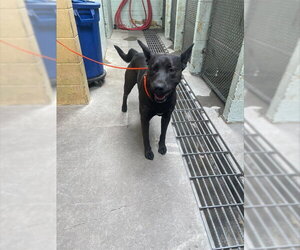 German Shepherd Dog Dogs for adoption in Stockton, CA, USA