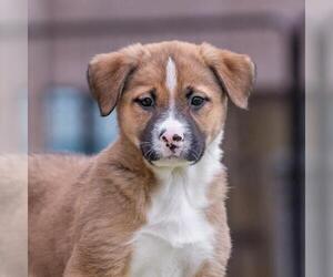 Mutt Dogs for adoption in San Diego, CA, USA