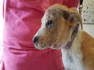 Mutt Dogs for adoption in Waynesville, NC, USA