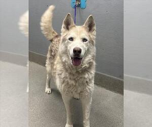 Huskies -Unknown Mix Dogs for adoption in Las Vegas, NV, USA