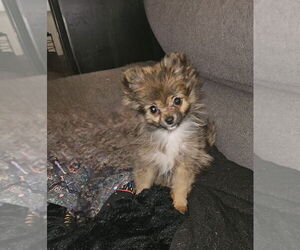 Pomeranian-Unknown Mix Dogs for adoption in San Bernardino, CA, USA