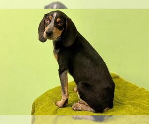 English Coonhound Dogs for adoption in Norfolk, VA, USA