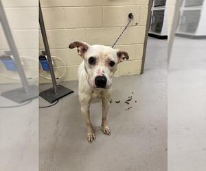 American Pit Bull Terrier Dogs for adoption in Sanford, FL, USA