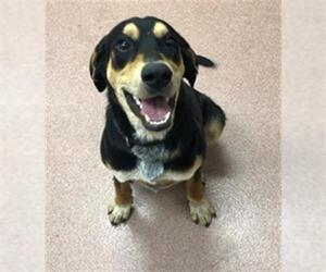 Black and Tan Coonhound Dogs for adoption in Ogden, UT, USA