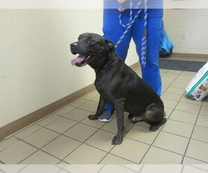 Labrador Retriever-Unknown Mix Dogs for adoption in Ocala, FL, USA