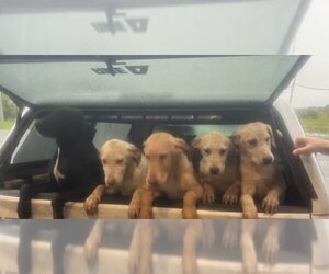 Labrador Retriever Dogs for adoption in Martinsburg, WV, USA