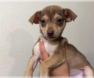 Mutt Dogs for adoption in Martinez, CA, USA