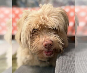 Maltese Dogs for adoption in Woodland, CA, USA