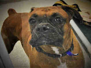 Boxer Dogs for adoption in Fort Collins, CO, USA