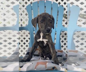 Bull Terrier-Mountain Cur Mix Dogs for adoption in Fayetteville, TN, USA