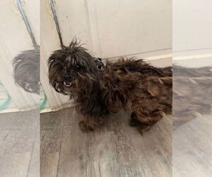 Shih Tzu-Unknown Mix Dogs for adoption in New Orleans, LA, USA