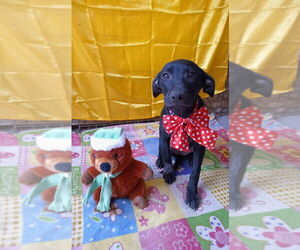 Border Collie-Staffordshire Bull Terrier Mix Dogs for adoption in Lake Forest, CA, USA