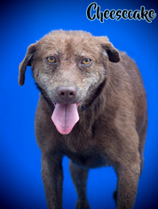 Mutt Dogs for adoption in Livingston , LA, USA