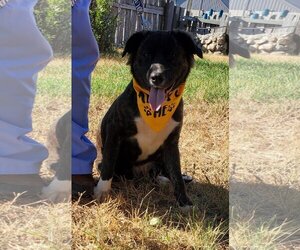 Sheprador Dogs for adoption in Cut Bank, MT, USA