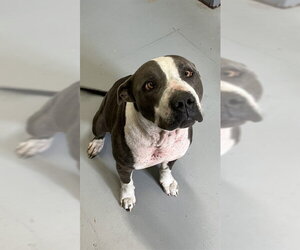 American Pit Bull Terrier-Unknown Mix Dogs for adoption in Corpus Christi, TX, USA