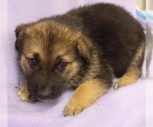 Mutt Dogs for adoption in Thief River Falls, MN, USA