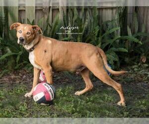 Catahoula Leopard Dog Dogs for adoption in PORT RICHEY, FL, USA