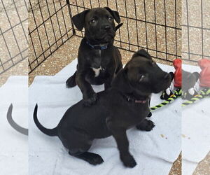 Mutt Dogs for adoption in Melrose, FL, USA