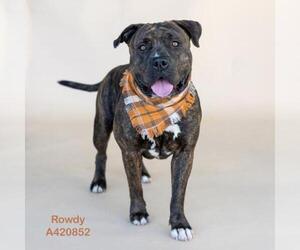 Mutt Dogs for adoption in Conroe, TX, USA