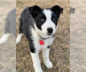 Border-Aussie Dogs for adoption in Salt Lake City, UT, USA