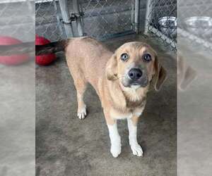 Anatolian Shepherd-German Shepherd Dog Mix Dogs for adoption in Pryor, OK, USA