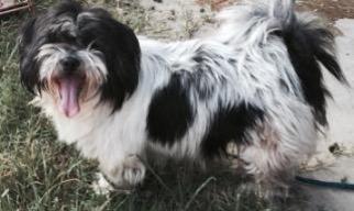 Lhasa Apso Dogs for adoption in Claremore, OK, USA