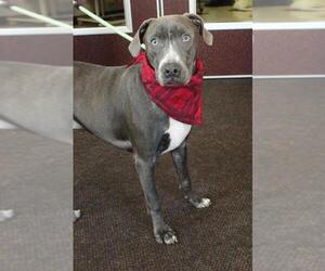 Plott Hound Dogs for adoption in Waynesboro, PA, USA