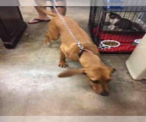 Redbone Coonhound Dogs for adoption in Fort Walton Beach, FL, USA